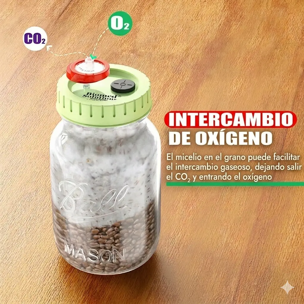 Frasco Mason con tapa verde y filtro PTFE mostrando intercambio de gases - oxígeno entra y CO₂ sale en cultivo líquido de hongos - SporaTech"