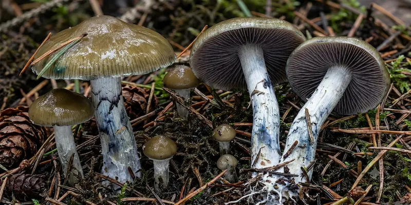 Hongos Psilocybe baeocystis de color pardo oliváceo sobre sustrato de turba y pino.