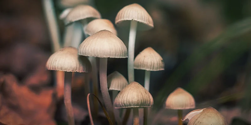 Ejemplares de Psilocybe bohemica creciendo en el suelo del bosque entre hojas secas de otoño.
