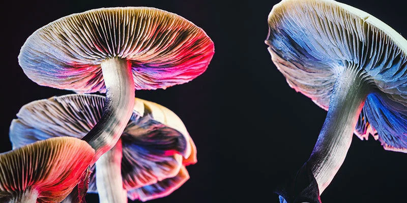 Hongos Psilocybe cubensis con sombrerillo dorado y tallos gruesos creciendo en pan de cultivo.