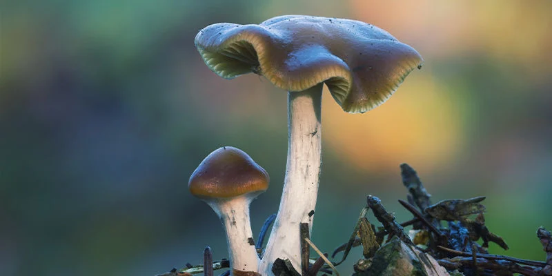Grupo de hongos Psilocybe cyanescens con sombrerillo ondulado castaño creciendo en compost de astillas de madera.