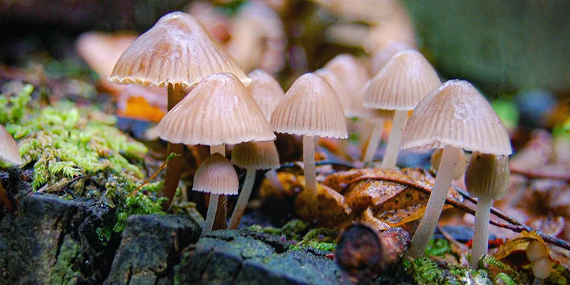 Hongos Psilocybe semilanceata con sombrerillo mamelonado acampanado creciendo entre hierba alta.